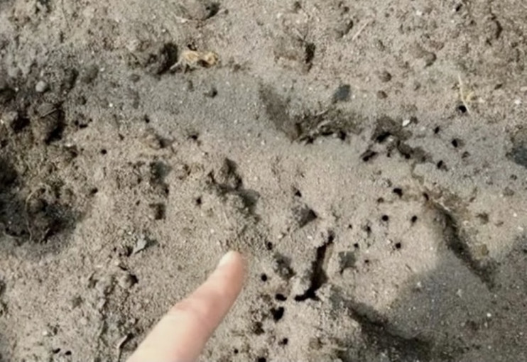 .